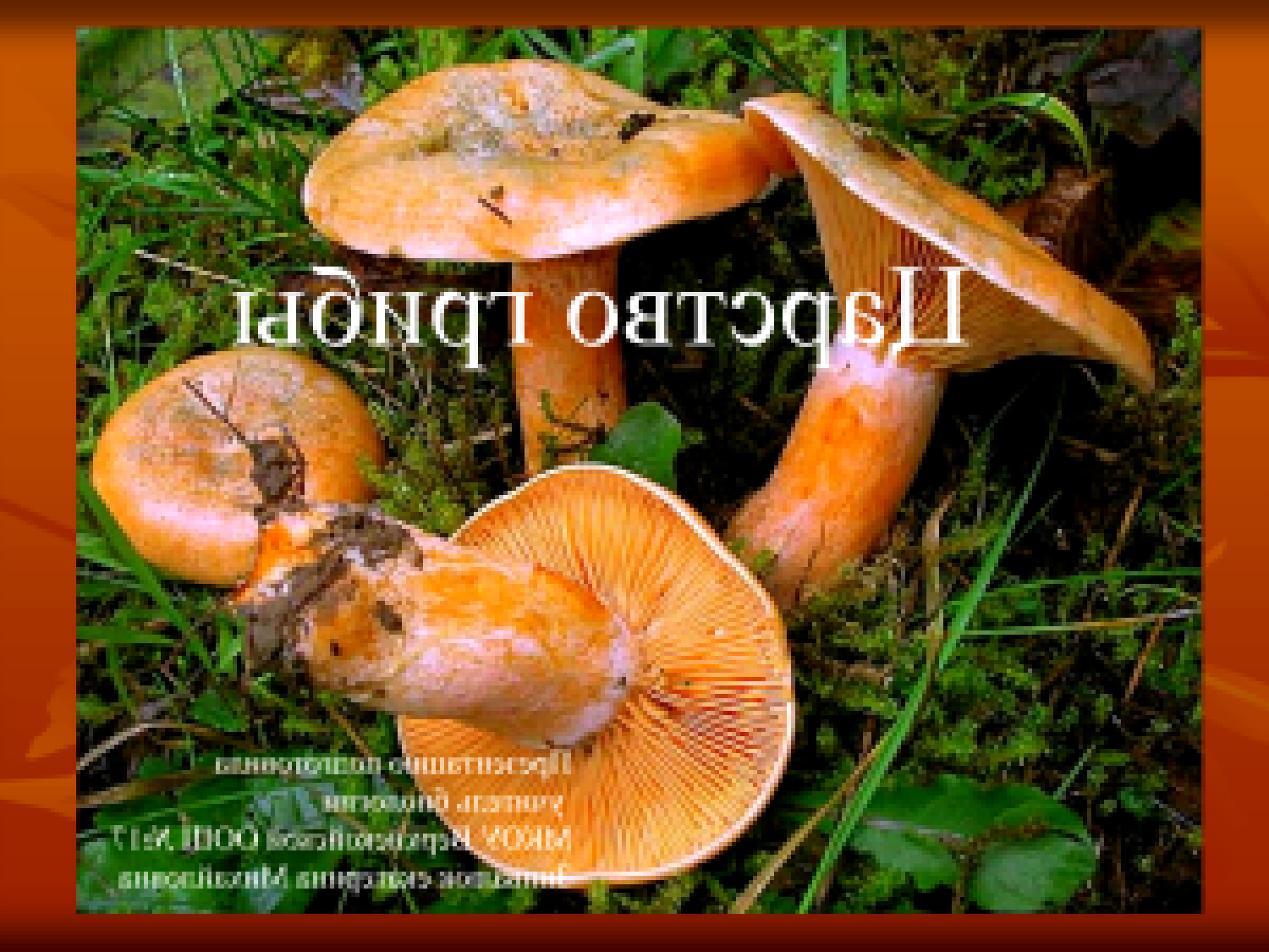 Большая презентация на тему грибы саратовской области фото 4.