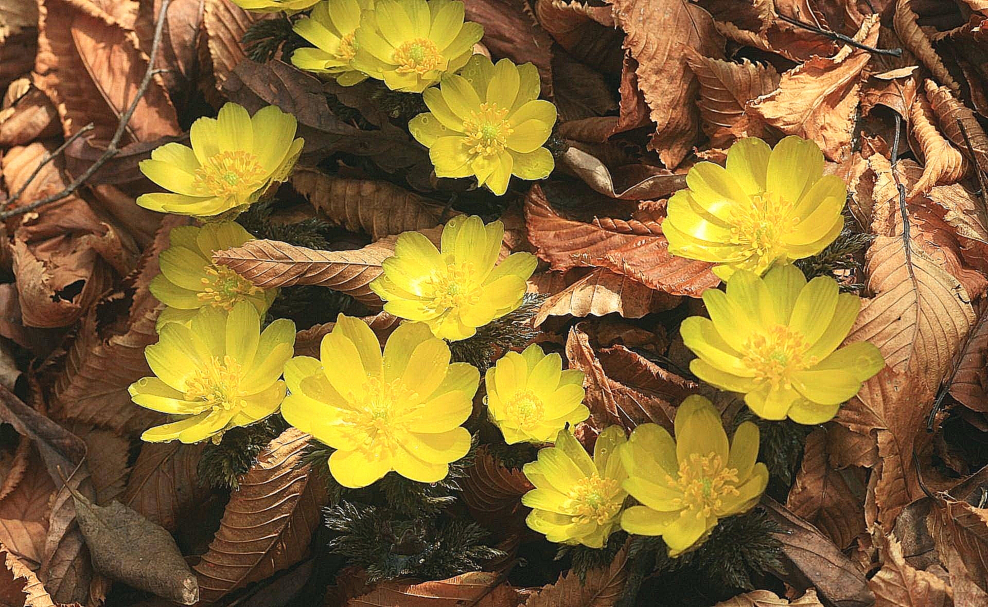 Цветы, желтые, листья, осень