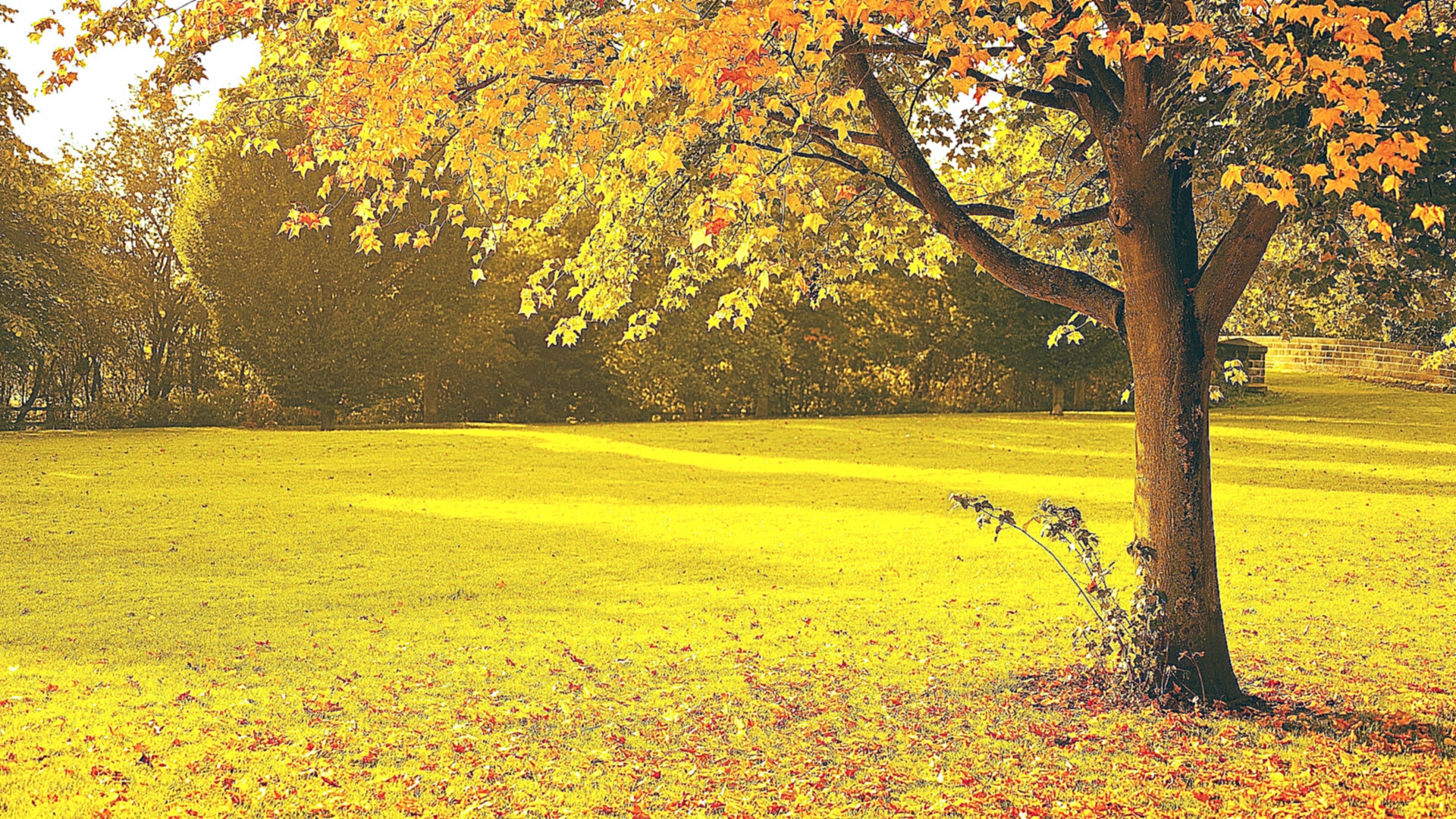 Эта картинка 73379, с разрешением 1920x1080 на тему: осень, деревья, парк, ...