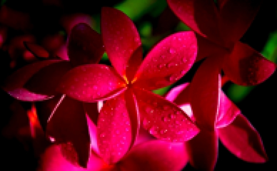 Pink Plumeria 1920x1080 desktop wallpaper jpg download - 1369474. 