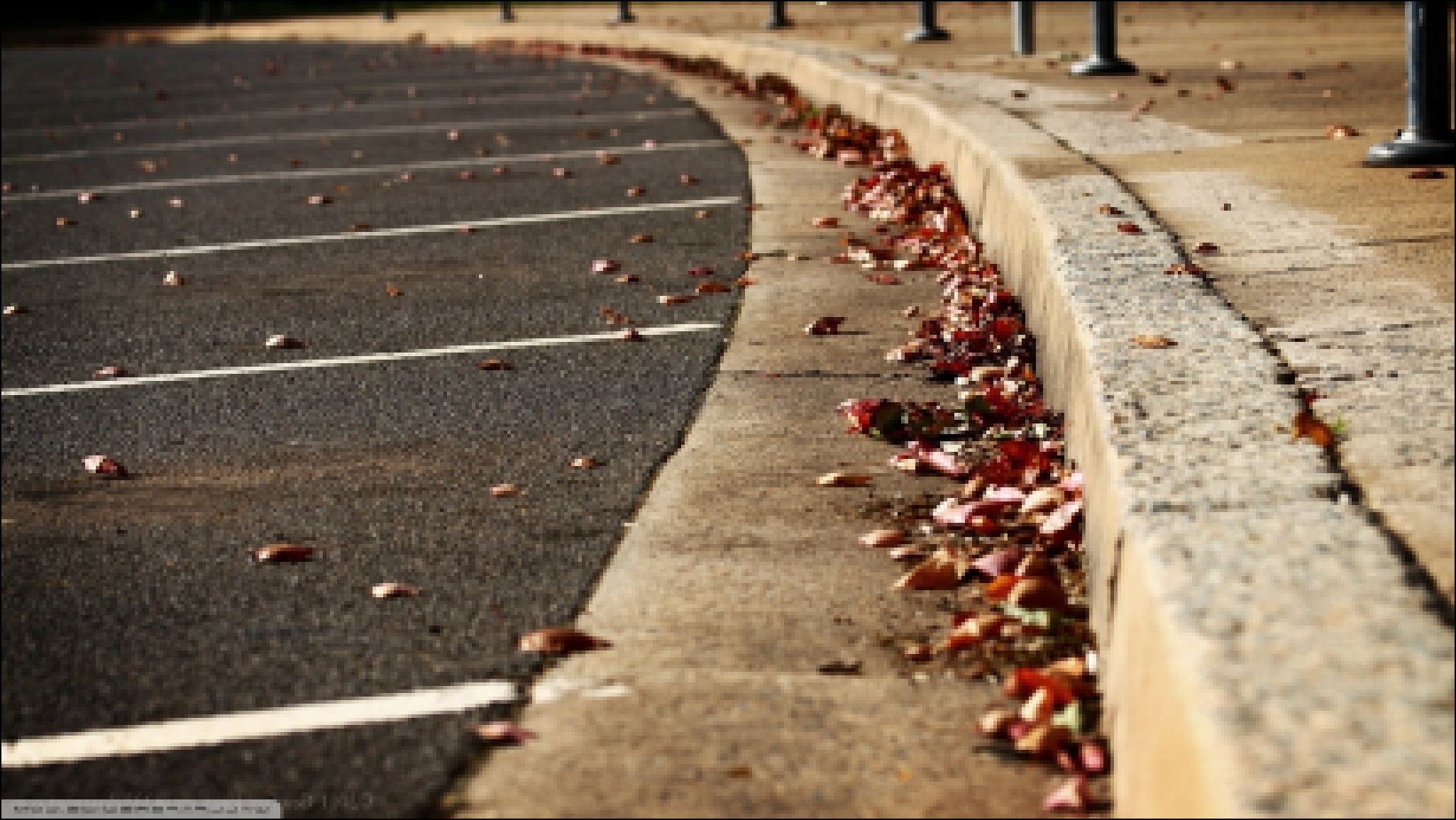 стоянка обои. листья обои. тротуар обои. макро обои. асфальт обои. бордюр.....