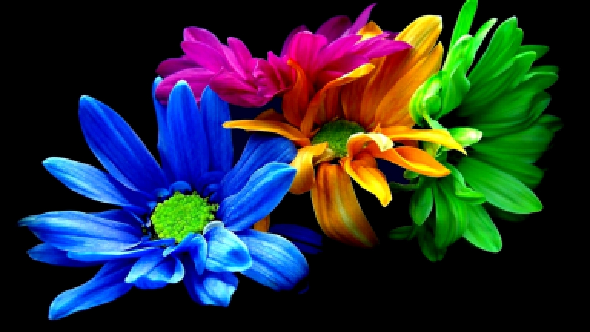 flowers, colorful, цветы, хризантемы, цвета.