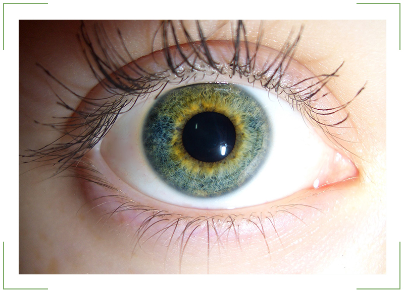 Серо-зеленые глаза