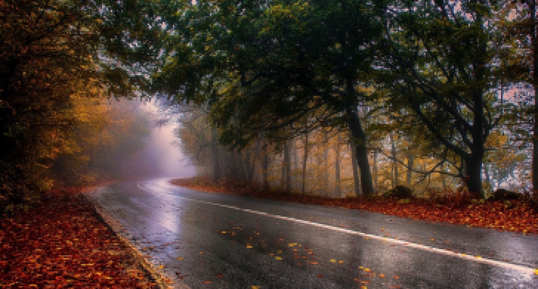 Картинки природа, дорога, осень, лес, после дождя, серпантин - обои 1600x90...