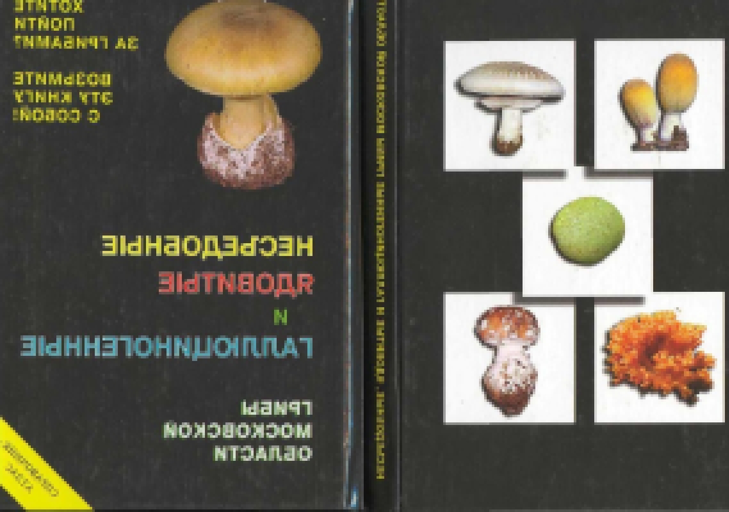ядовитые грибы ленинградской области фото и описание