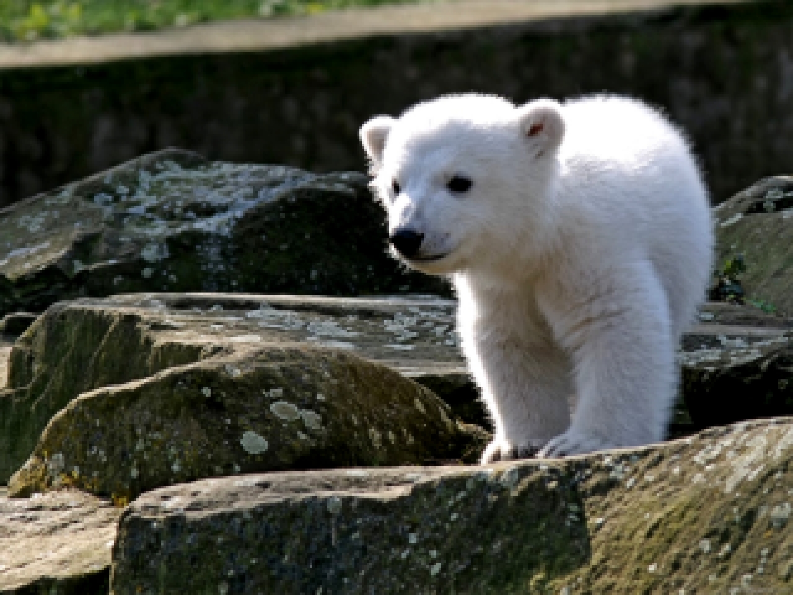 В Арктике спасли потерявшегося медвежонка Умку - АН-онлайн.