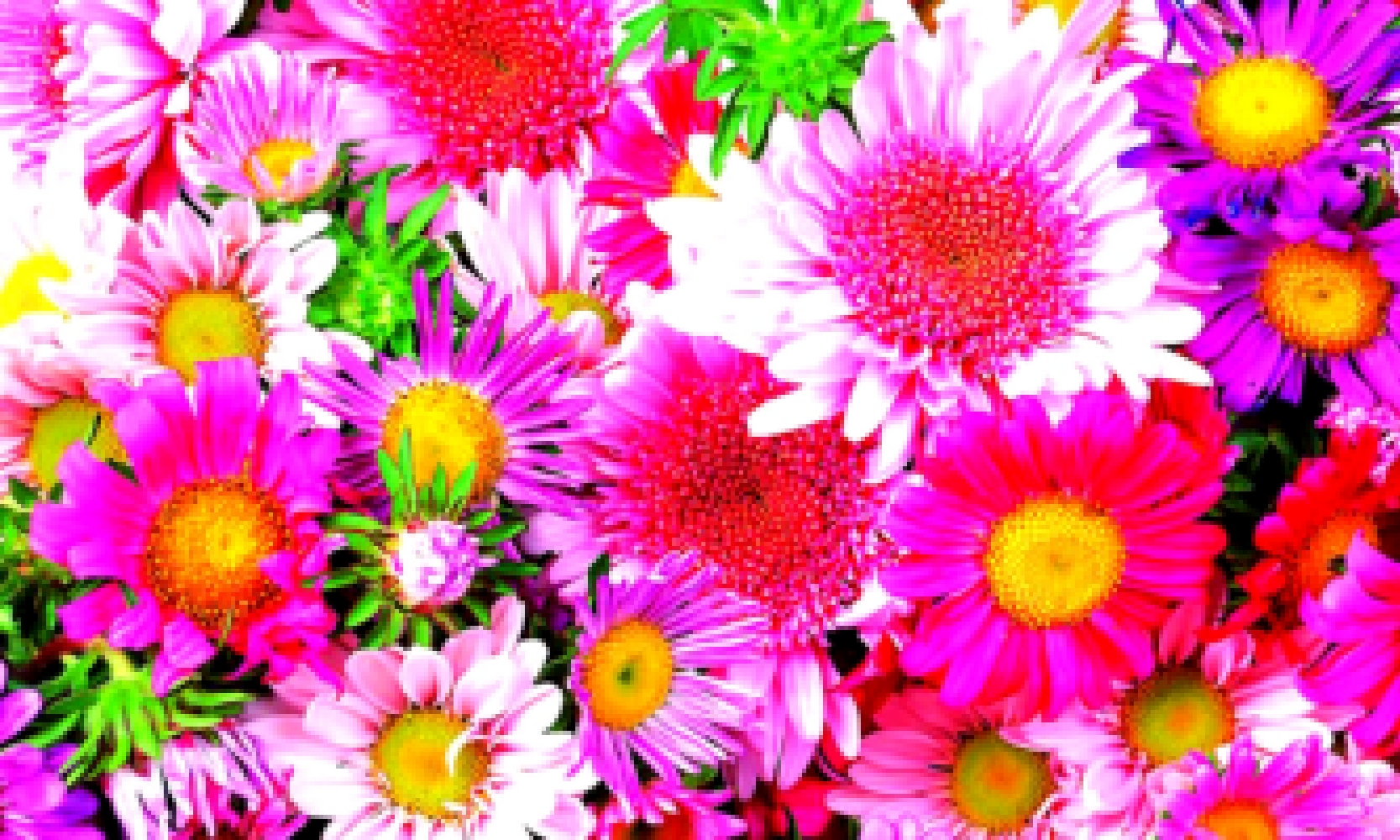 Яркие цветы 1667 x 1000