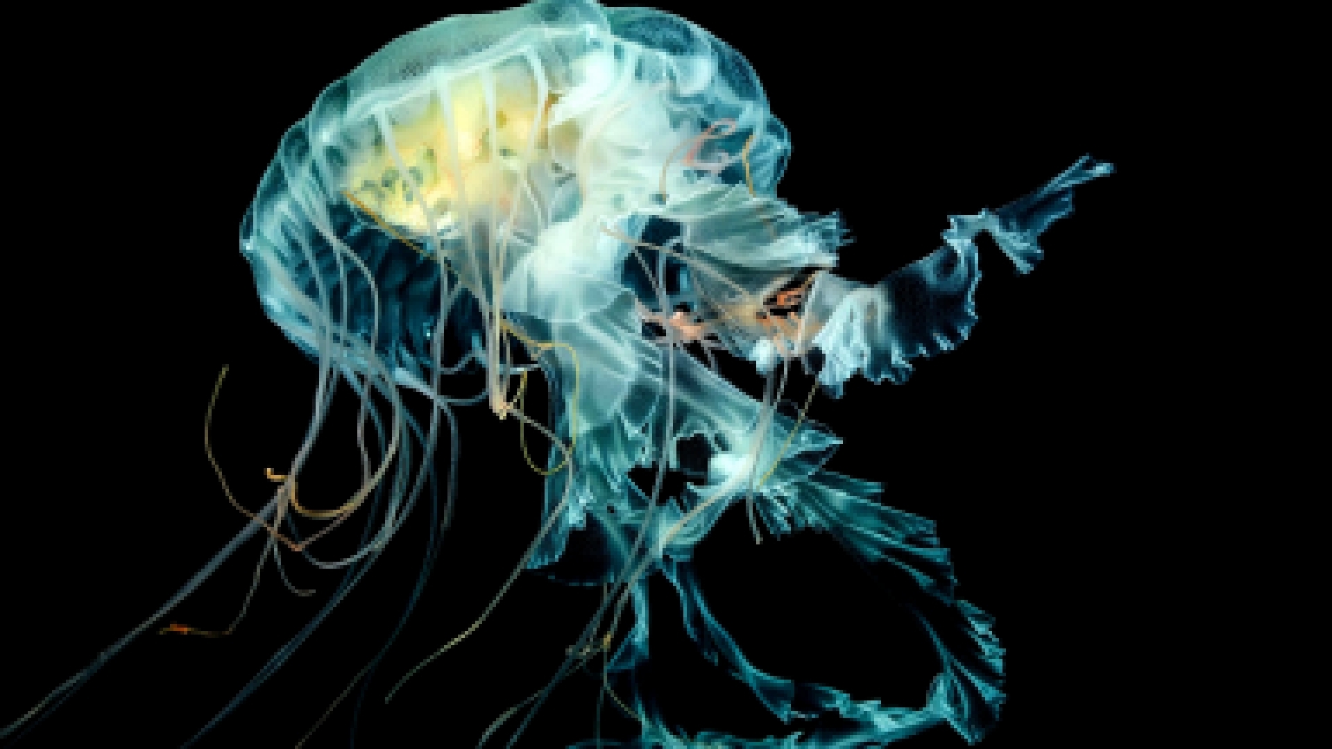 Apple Watch Wallpaper Jellyfish, Lion&apos;s mane jellyfish, underwater.