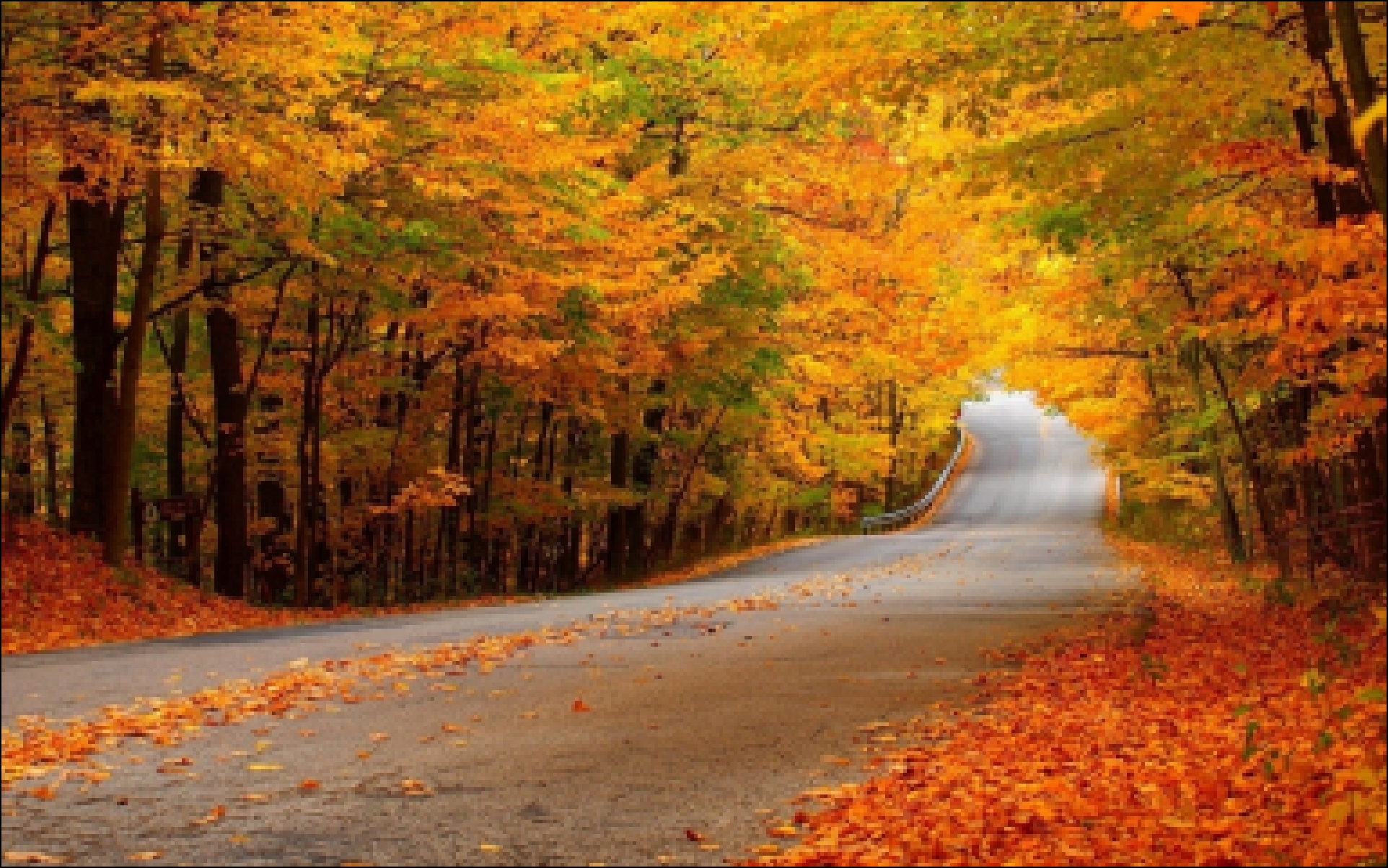 Дорога, осень, желтая листва,